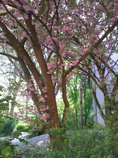 IMG_0044 - Kirschblüten