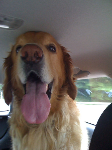 IMG_0072 - Hund im Auto