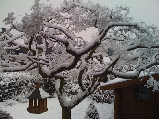IMG_0339 - Schnee auf Riesenbonsai